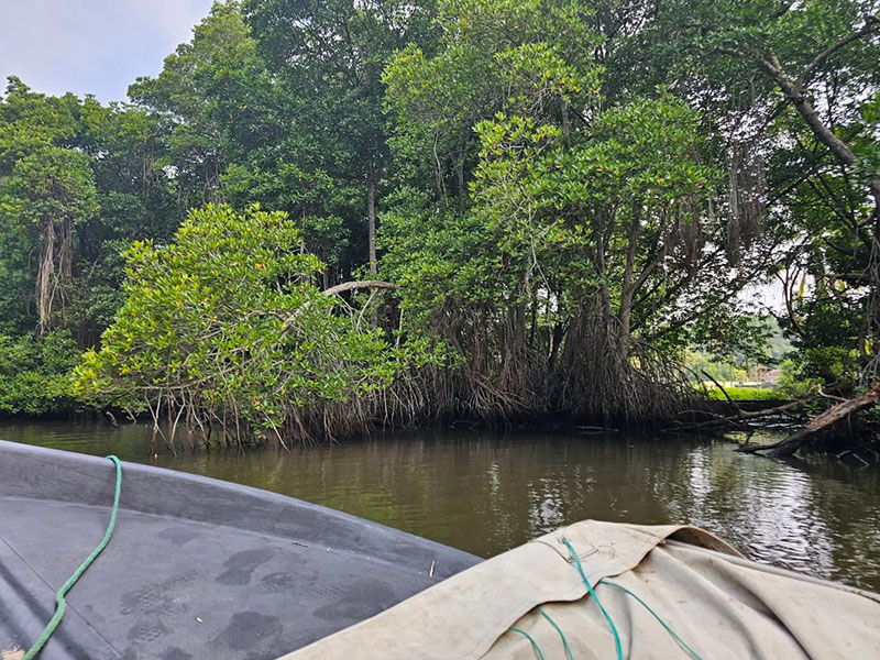 Bentota Mangrove River Safari: What Wildlife Will You Actually See?